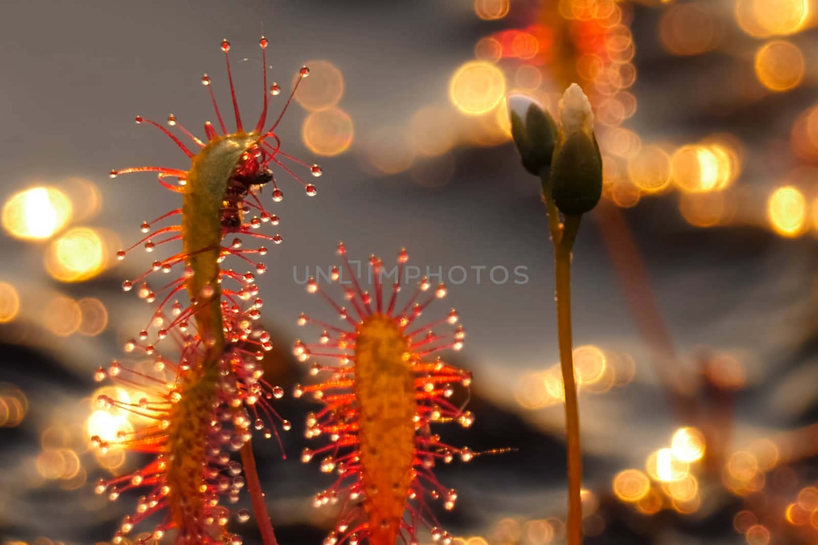 The insectivorous plant is a sundew. Predatory plant. Drosera