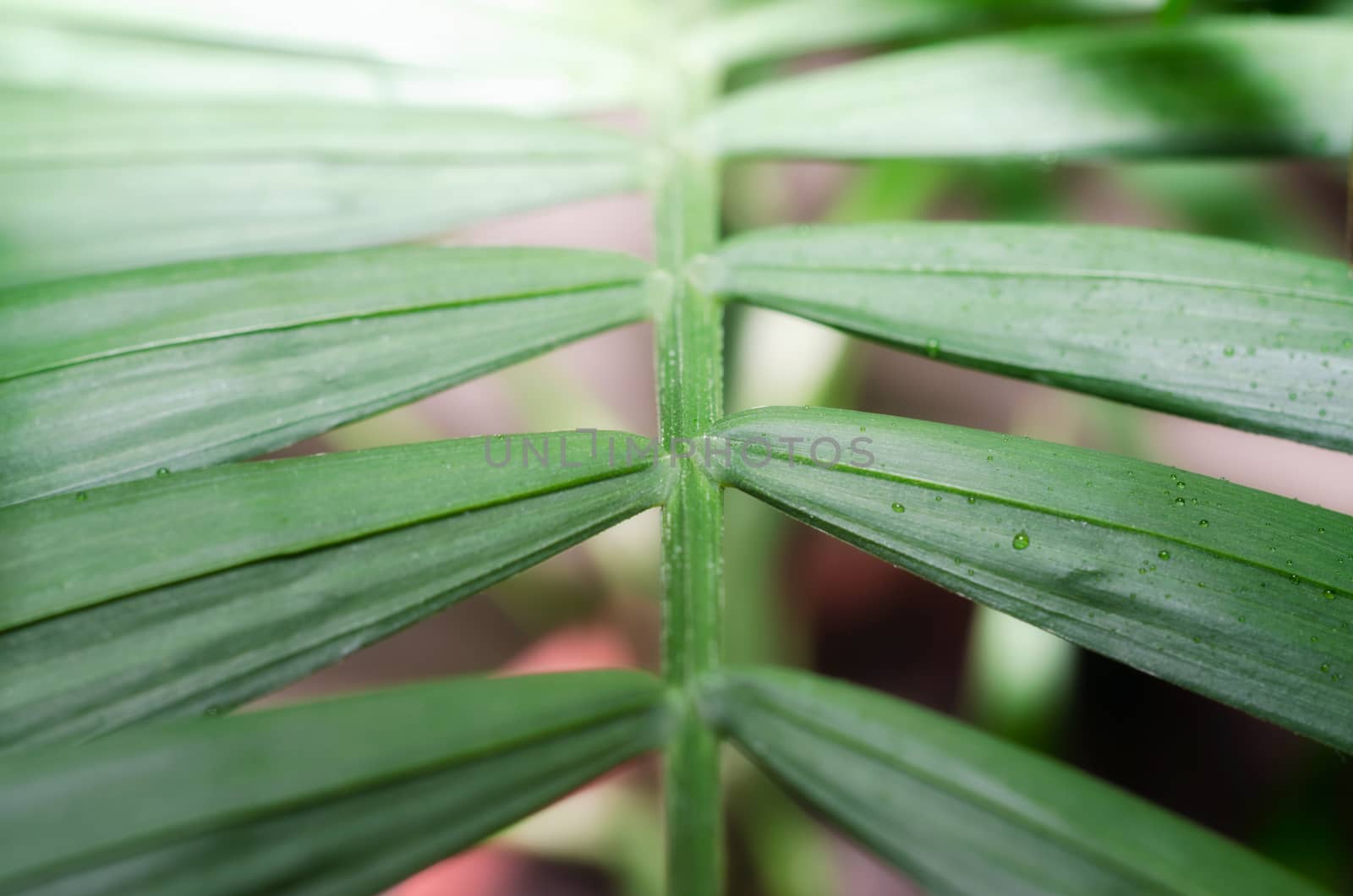 green leaf of a tropical plant with dew drops in detail macro