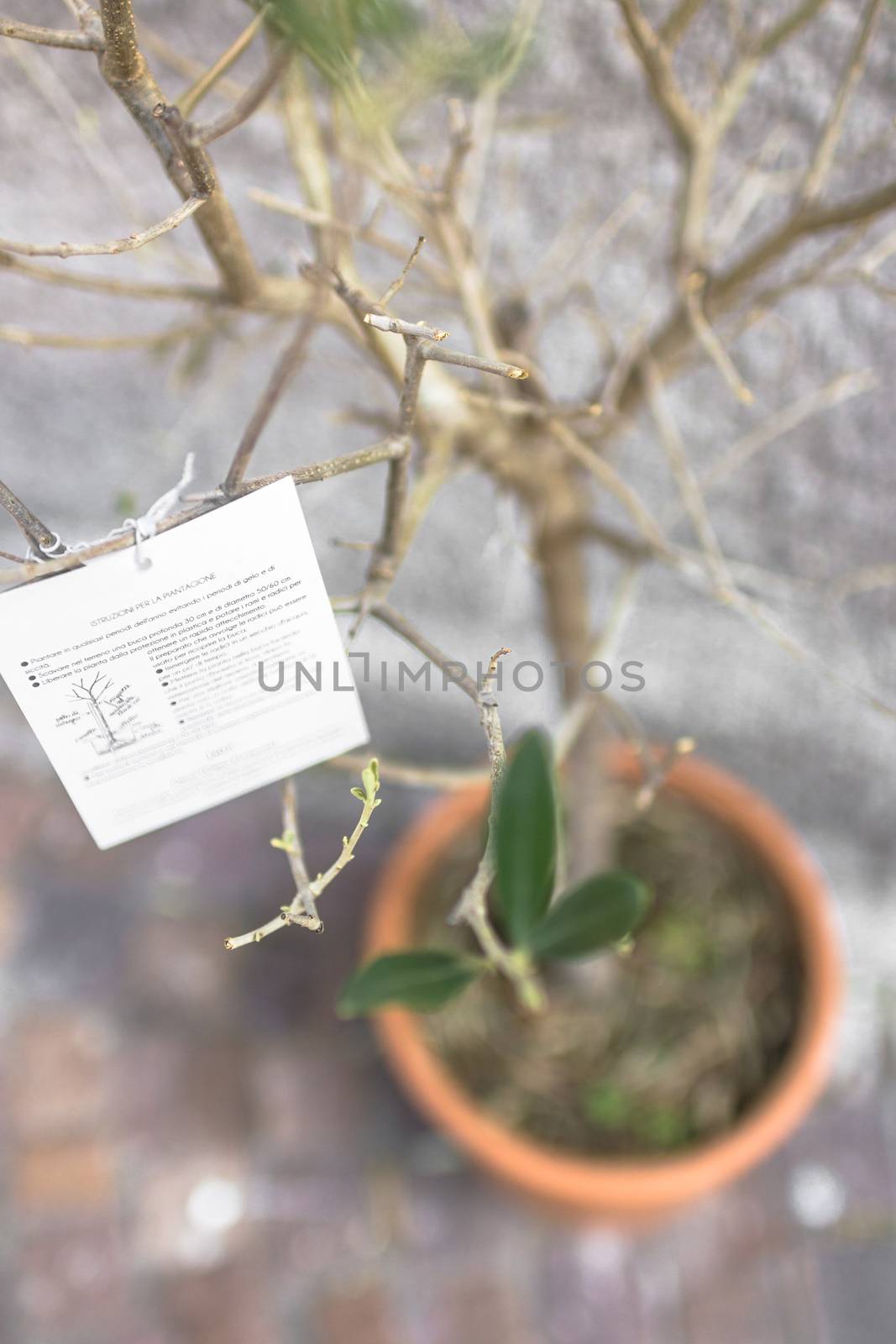 Young olive tree with enclosed leaflet.