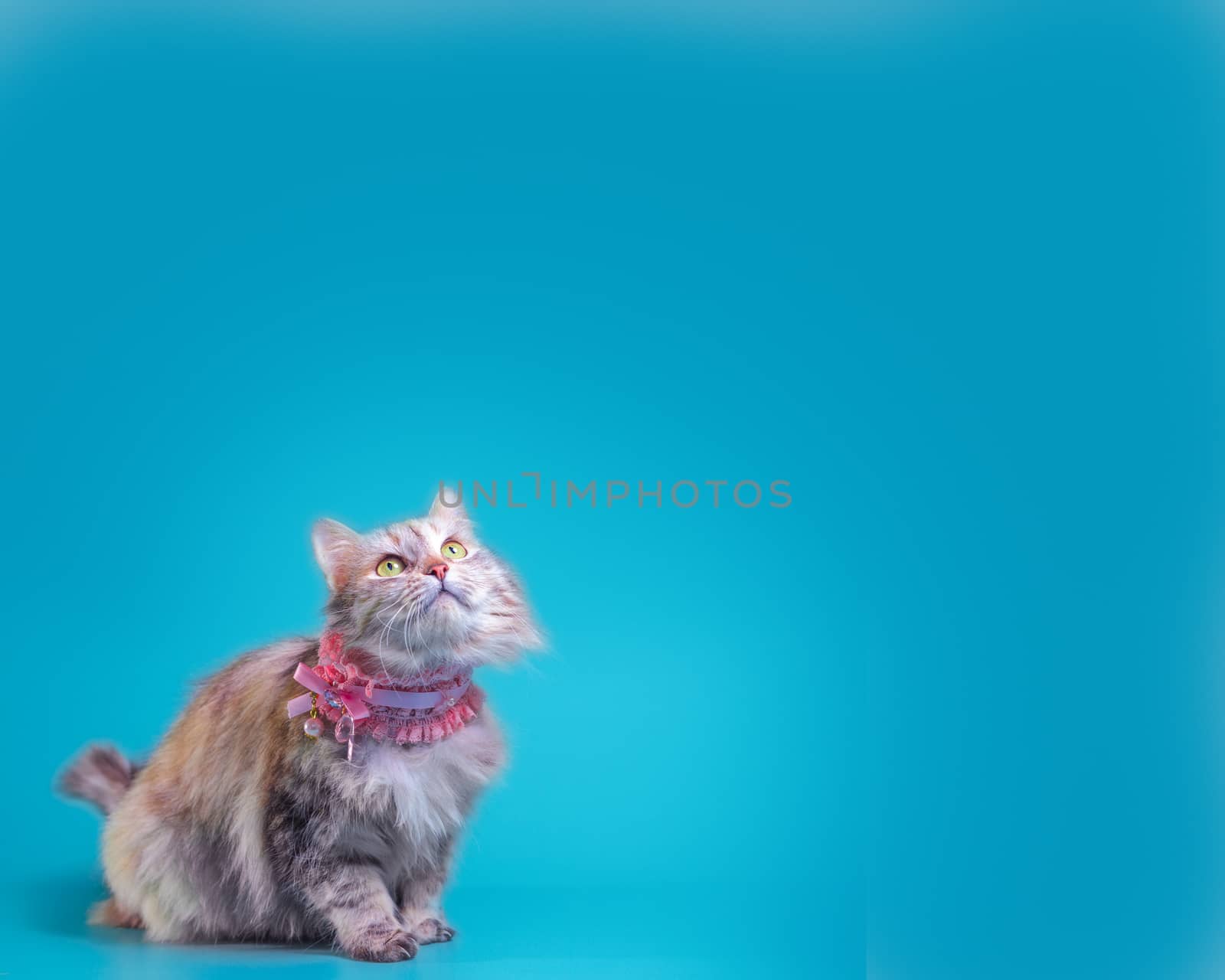 ginger fluffy cat set in a pink collar on a turquoise background