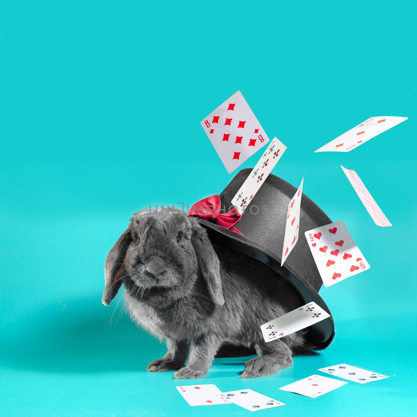 gray dwarf rabbit under a hat with a cylinder and flying cards on a turquoise background