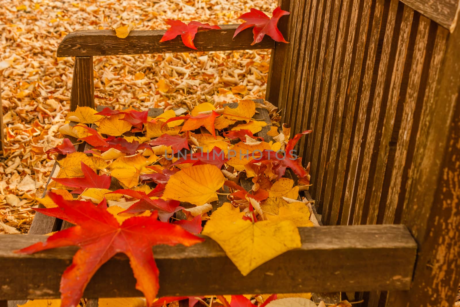 the seat of a bench covered with colored leaves fallen from the trees