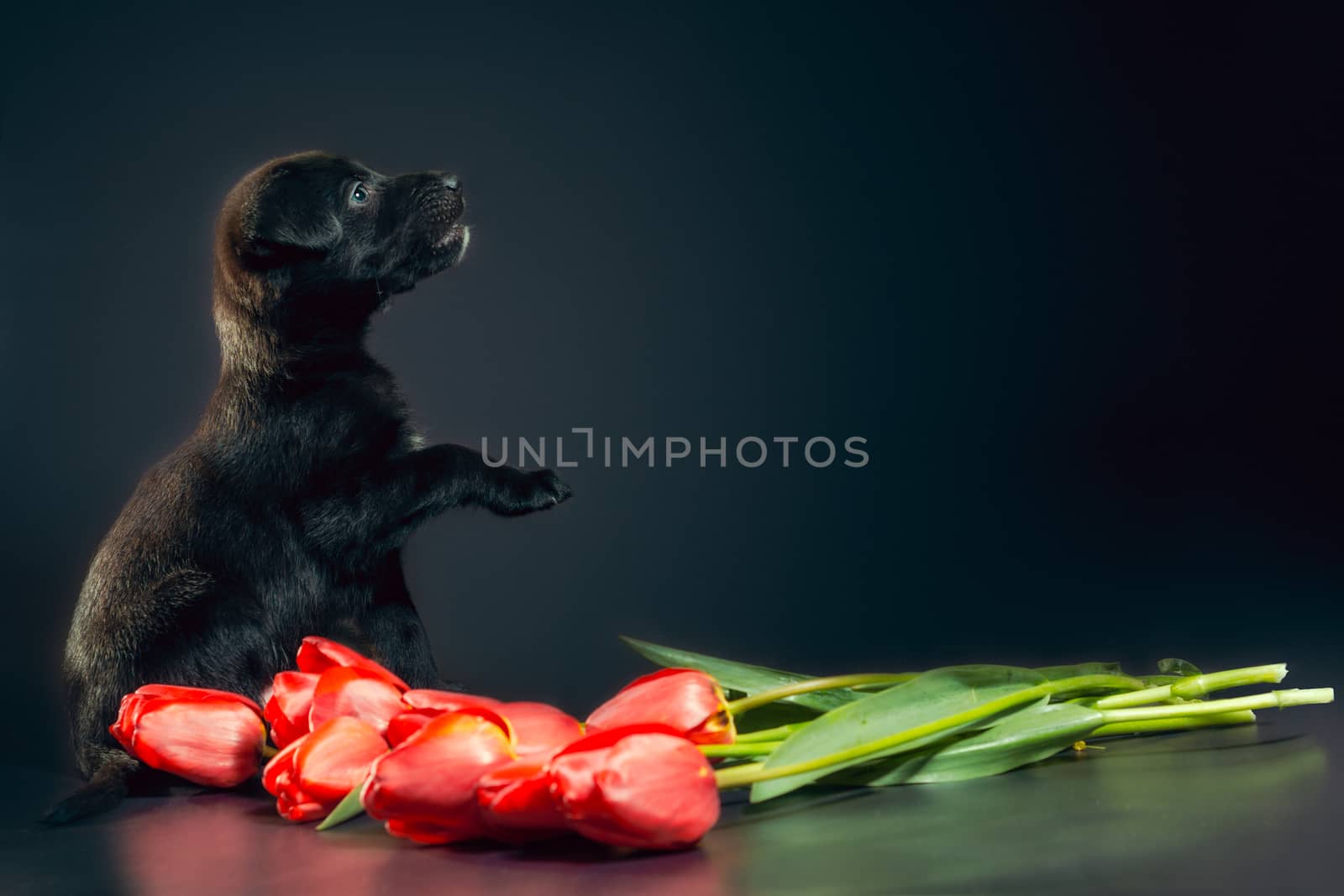 black puppy on a dark background with tulip flowers by Gera8th