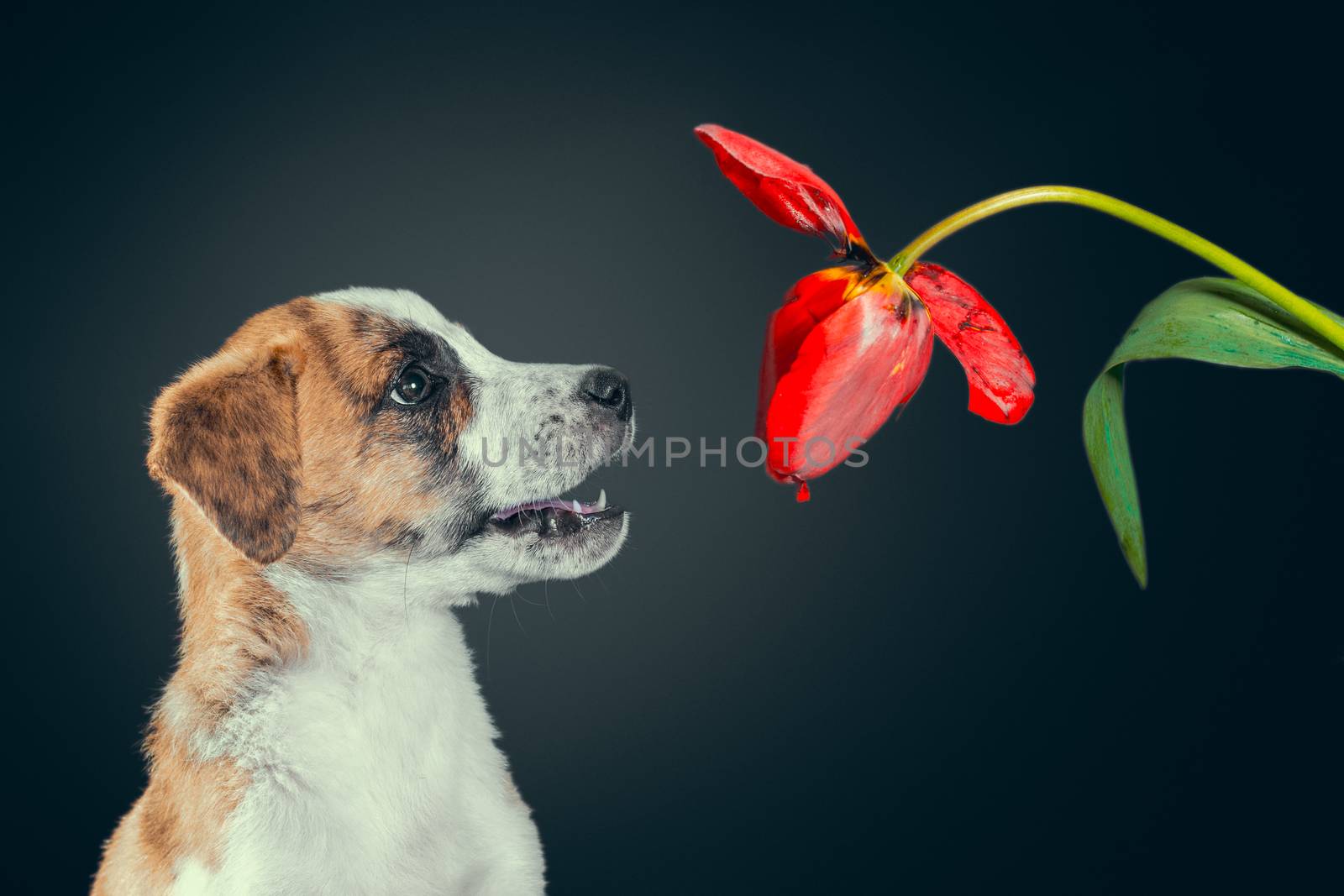 cute piebald puppy with a tulip flower at dark background