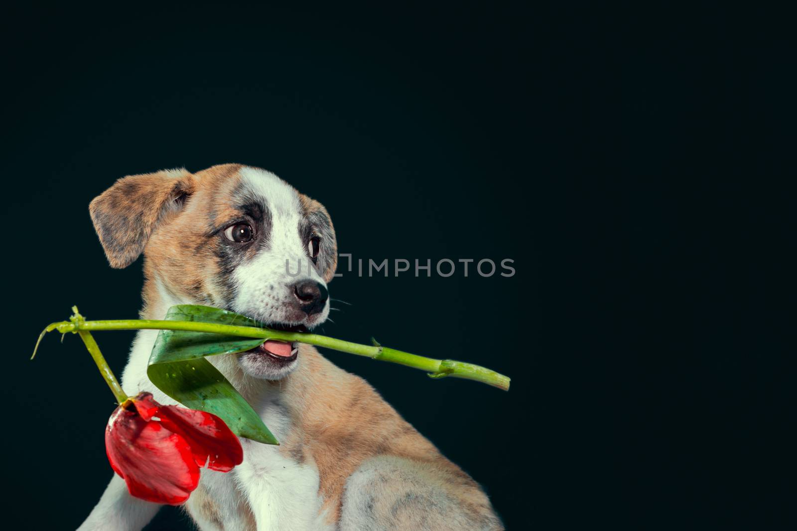 piebald puppy keeping in teeth a tulip flower at dark background by Gera8th