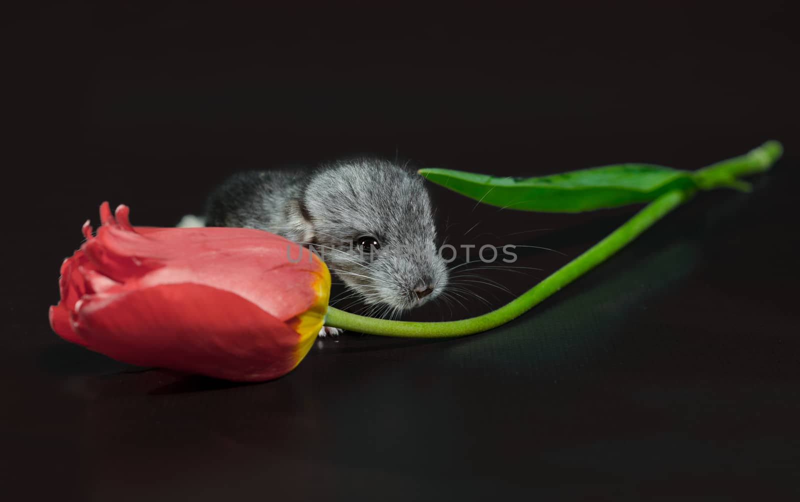 chinchilla cub with red tulip flower on black