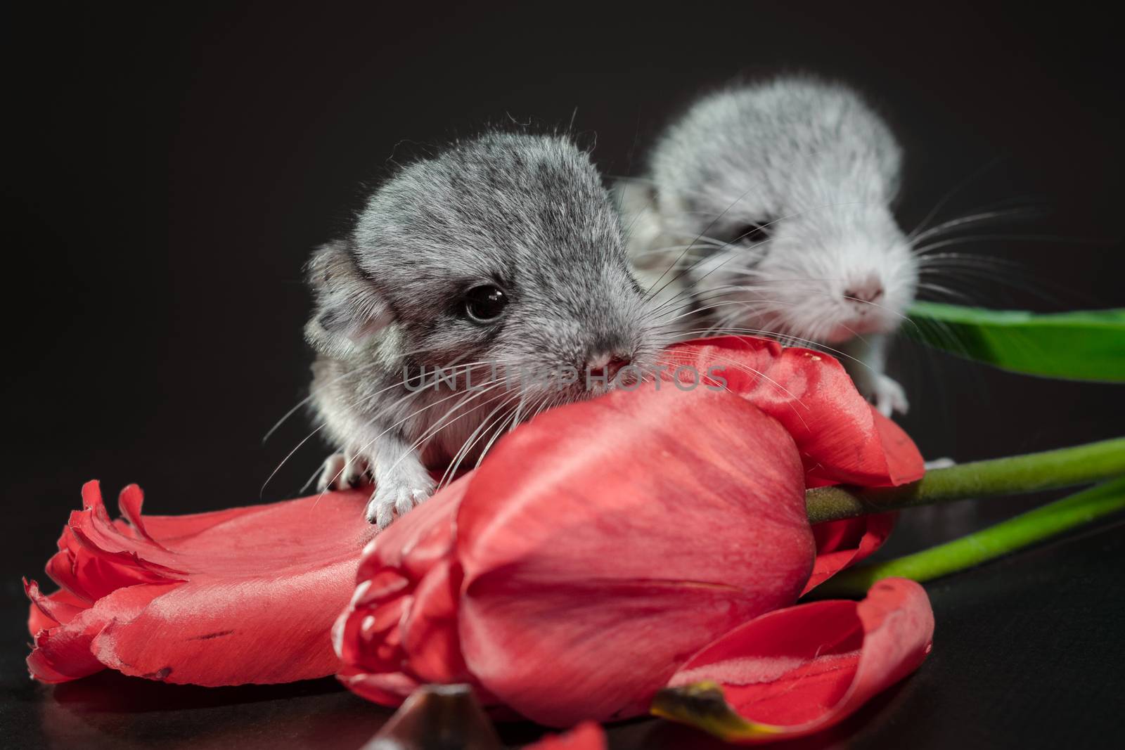 two newborn chinchillas with red tulip buds on a dark background