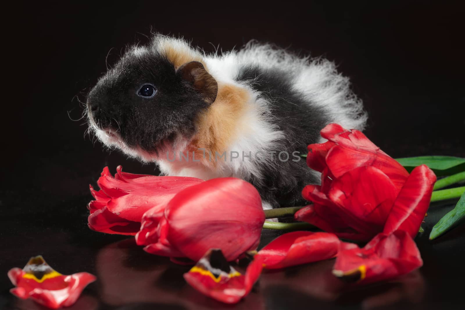 fluffy three-color guinea pig with red tulip flowers against a dark background
