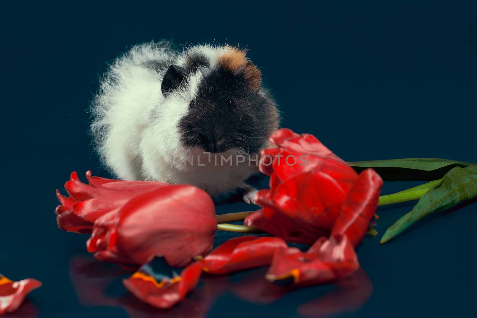 fluffy three-color guinea pig with red tulip flowers against a dark background