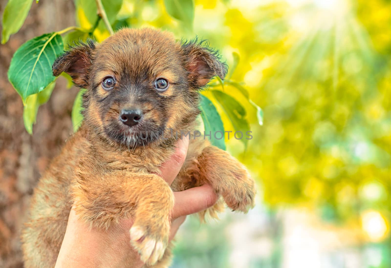 pet care pooch puppy in a female hand on a background of green poplar leaves