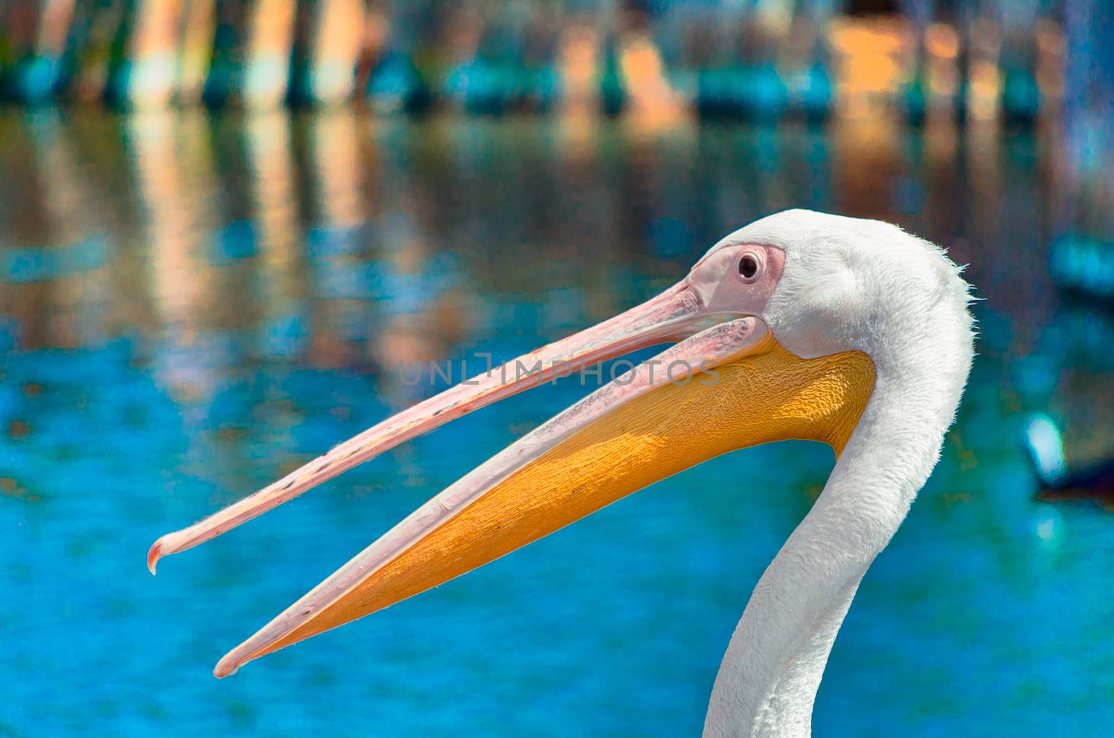 pink pelican with open beak on a background of pond with blue water