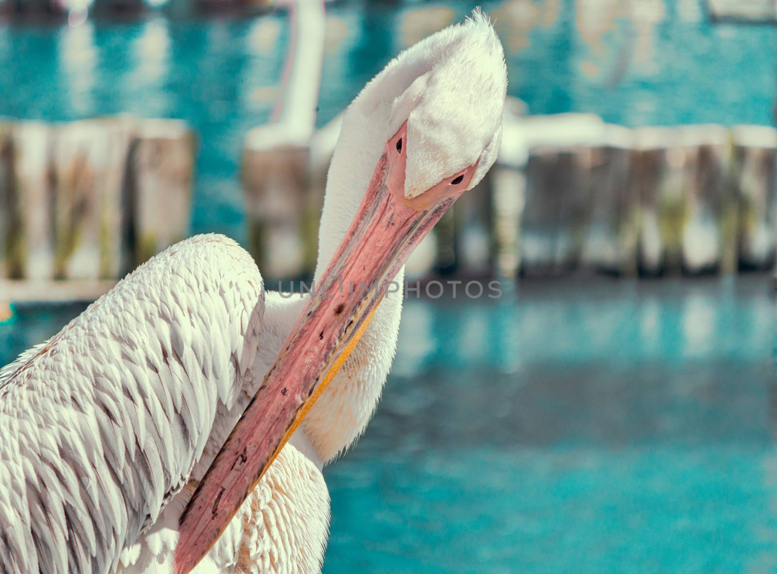 pink pelican cleans feathers on the blue lake