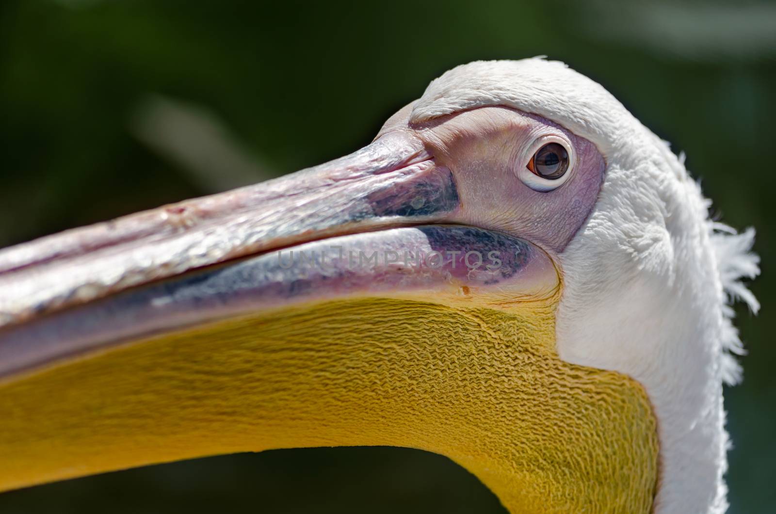 head and beak of a great white pelican close up