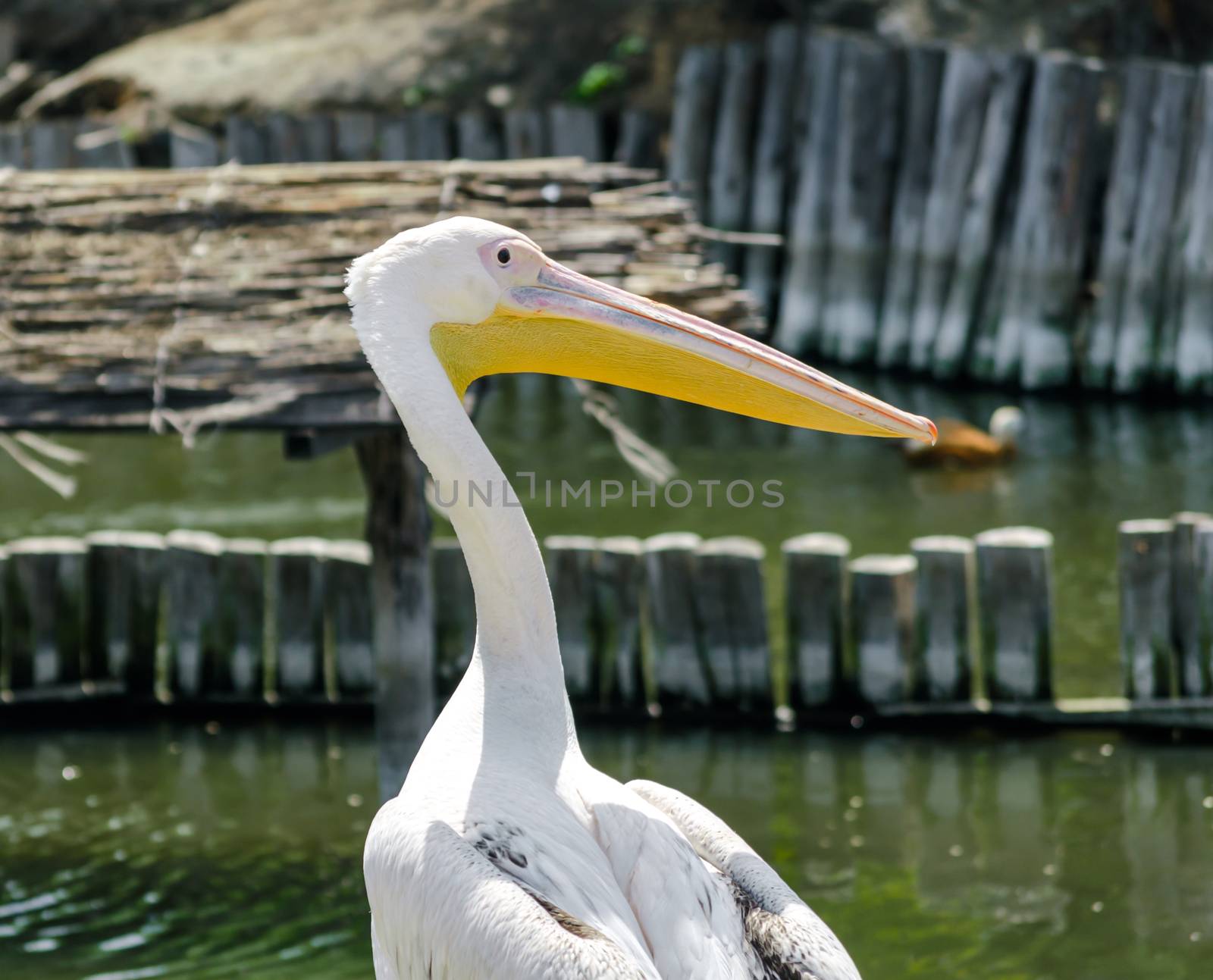 big white pelican on the lake on the background of wooden posts