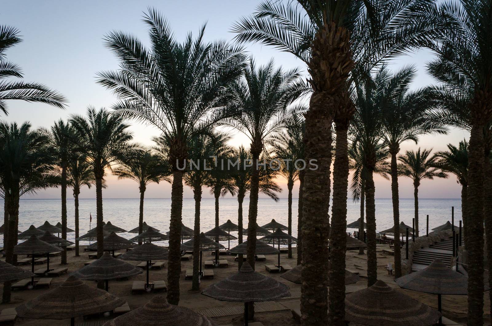 empty beach without people with palm trees and umbrellas against the backdrop of the Red Sea in Egypt Sharm El Sheikh at sunrise