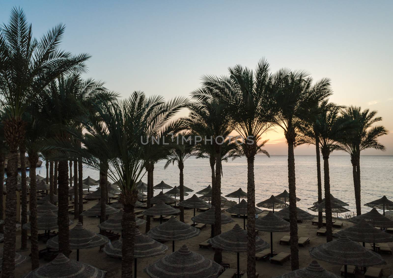 empty beach without people with palm trees and umbrellas against the backdrop of the Red Sea in Egypt Sharm El Sheikh at sunrise