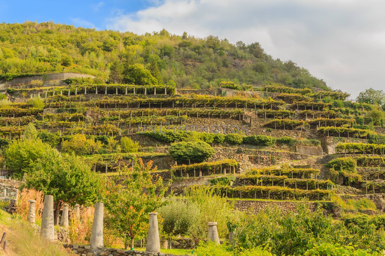 the characteristic viticultural landscape of Carema, Piedmont,Italy by moorea