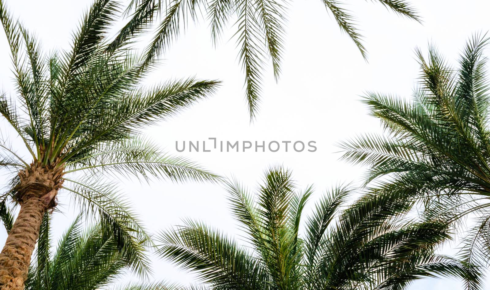 bottom view of palm branches and blue sky tropical background