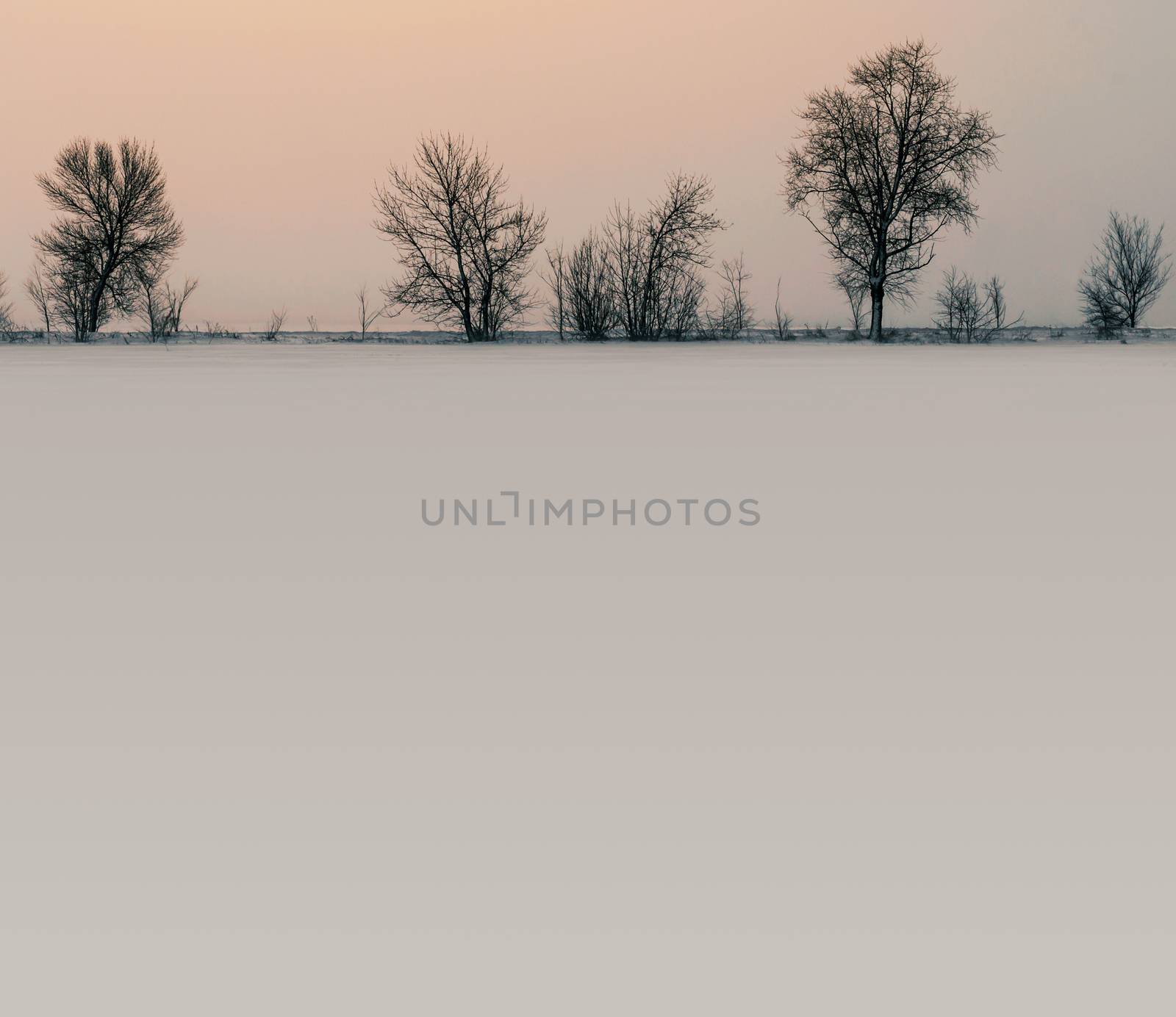 winter landscape snow on the ground and trees without leaves