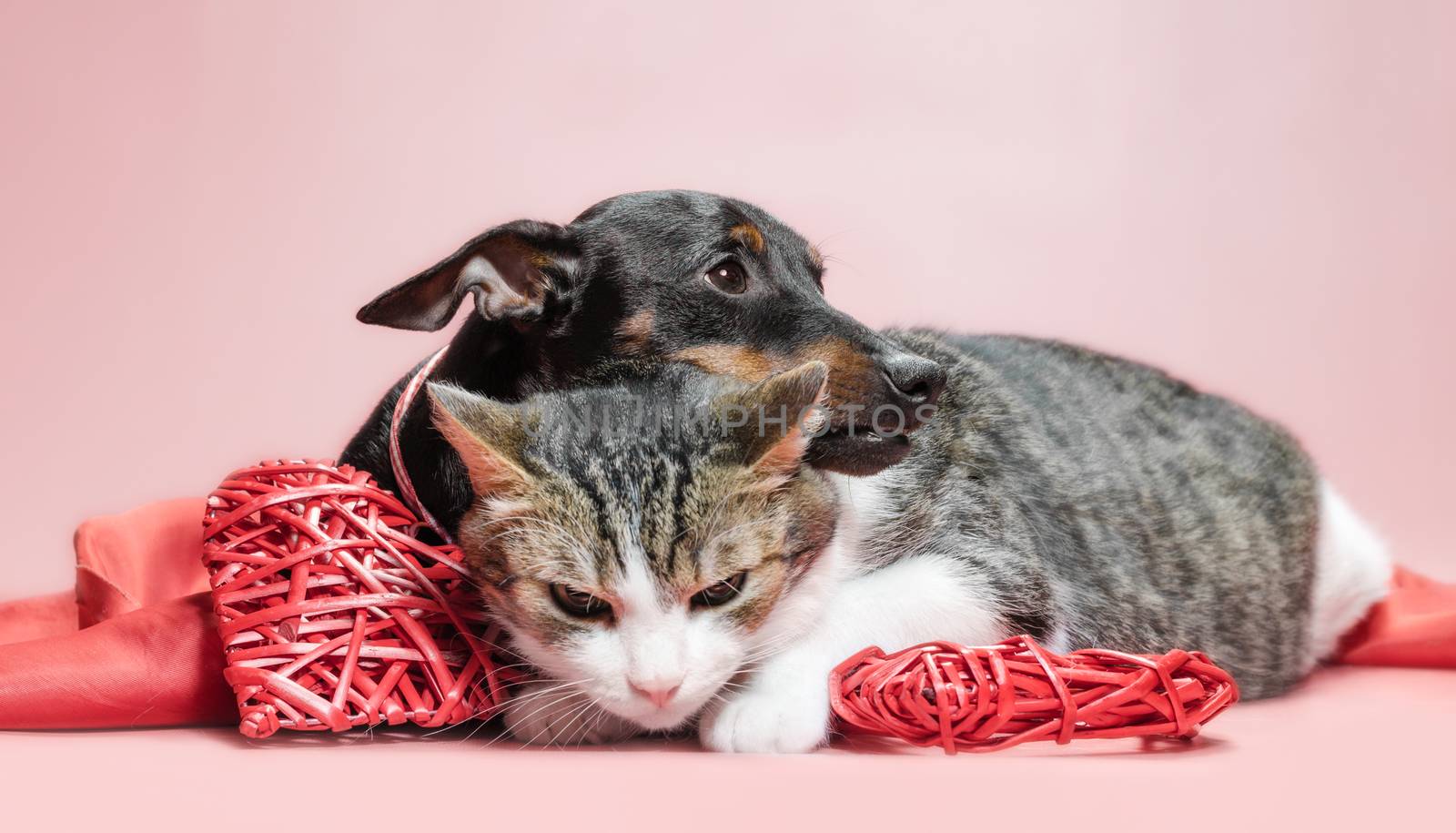 miniature pinscher puppy and cat with valentines day decor on a red background