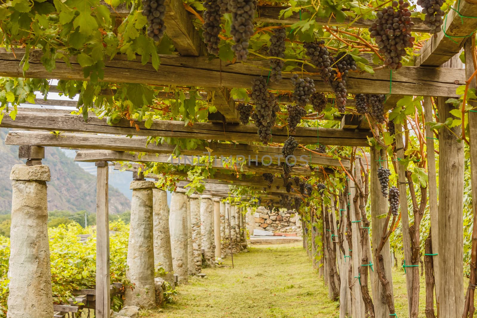 the typical agricultural architecture of the vineyards of Carema, in Piedmont ,Italy by moorea