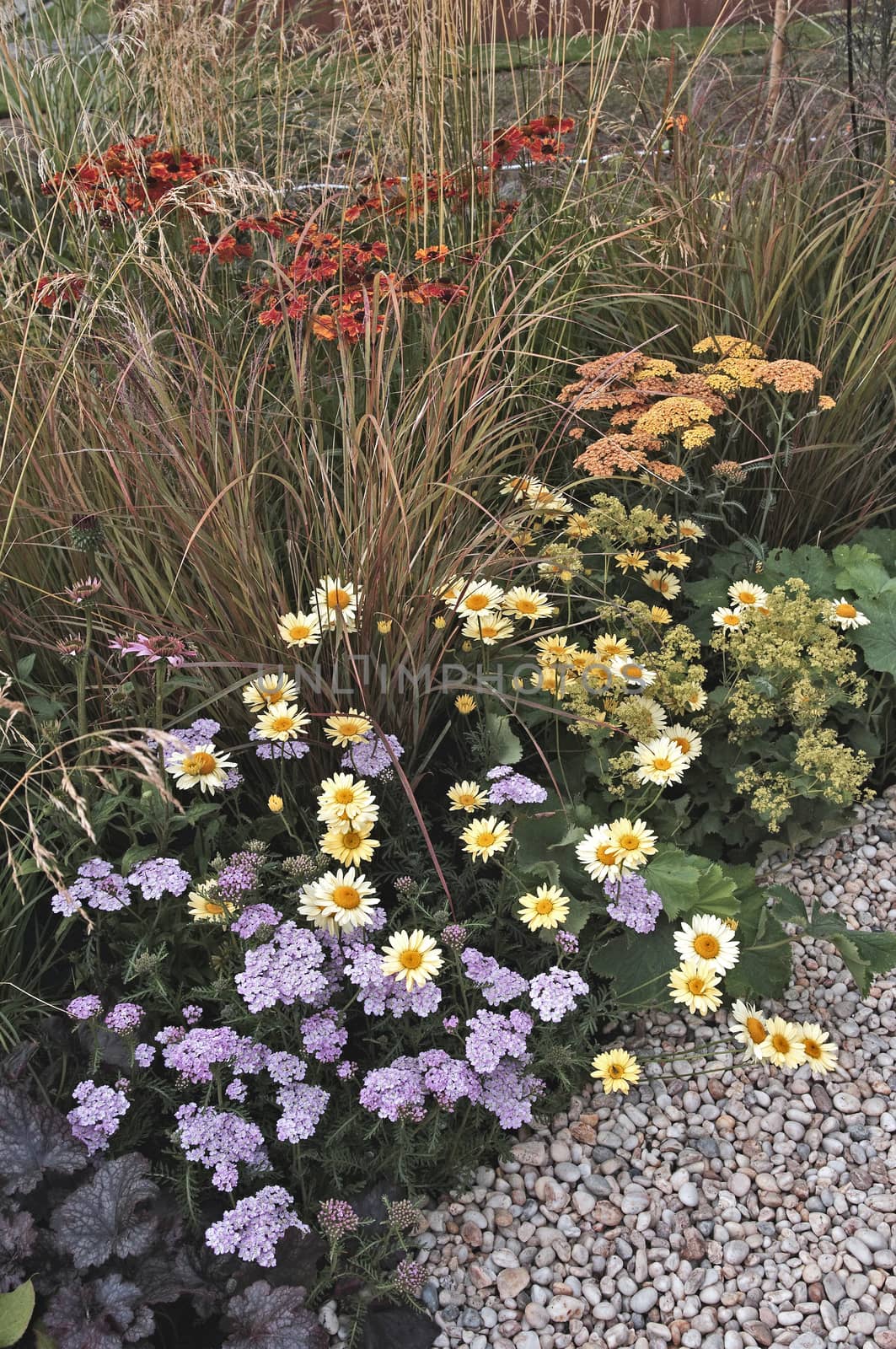 Colourful flower border with Helenium,  Anthemis,  Astilbes and assorted grasses in a country garden