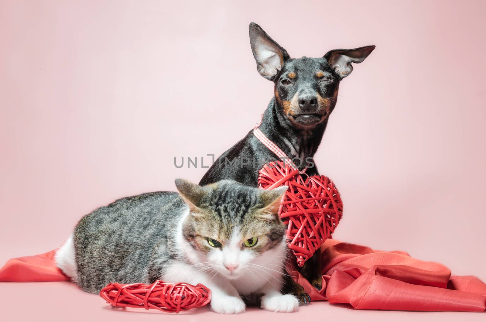 cunning miniature pinscher puppy and displeased cat with valentines day decor close up