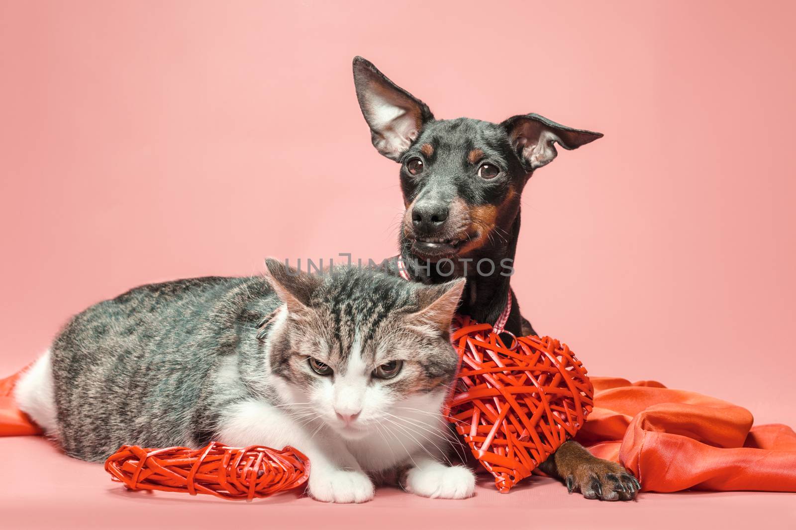 miniature pinscher puppy and cat with valentines day decor on a red background