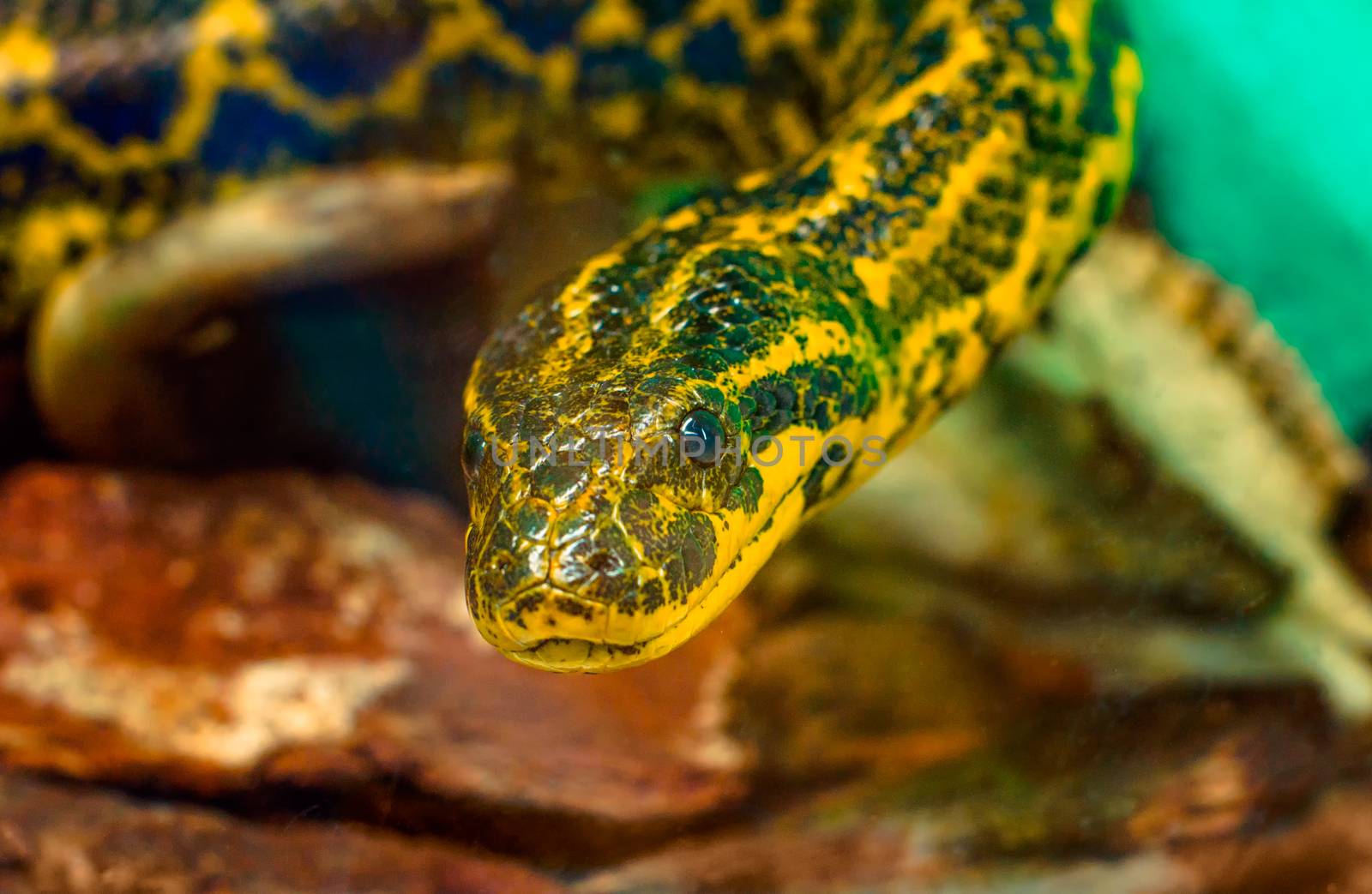 portrait of  snake Paraguayan South or Yellow Anaconda