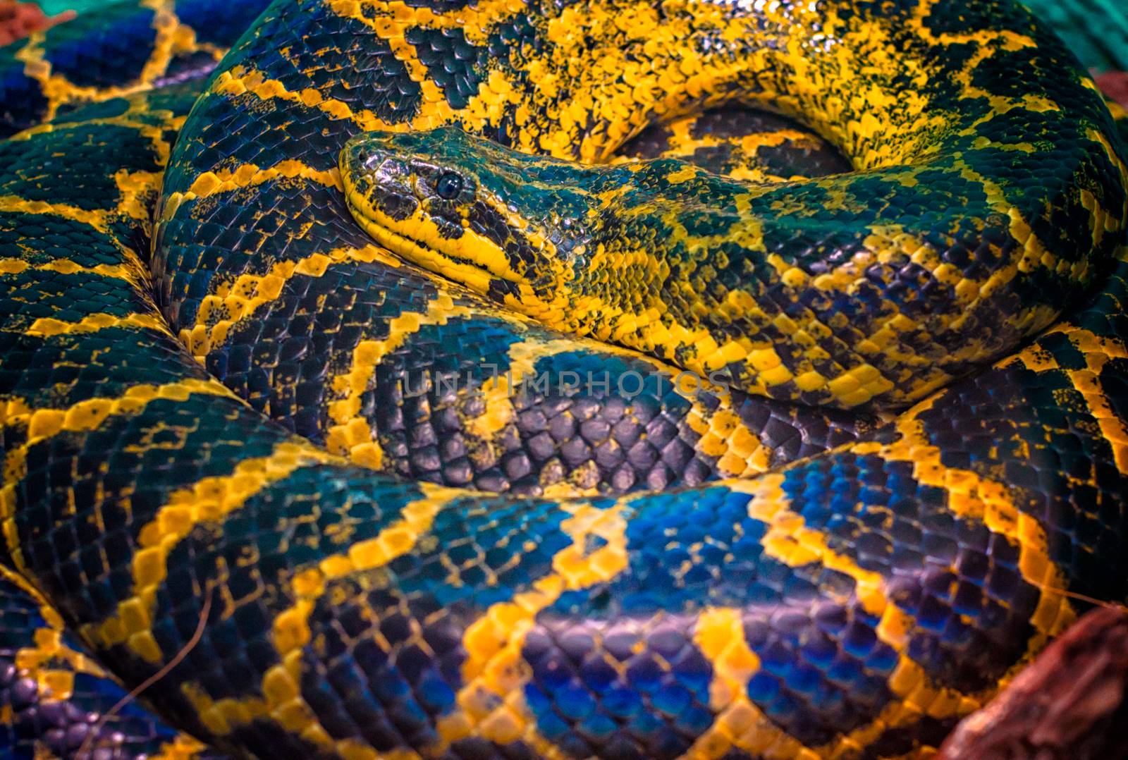 snake Paraguayan South or Yellow Anaconda is ringed by a ring