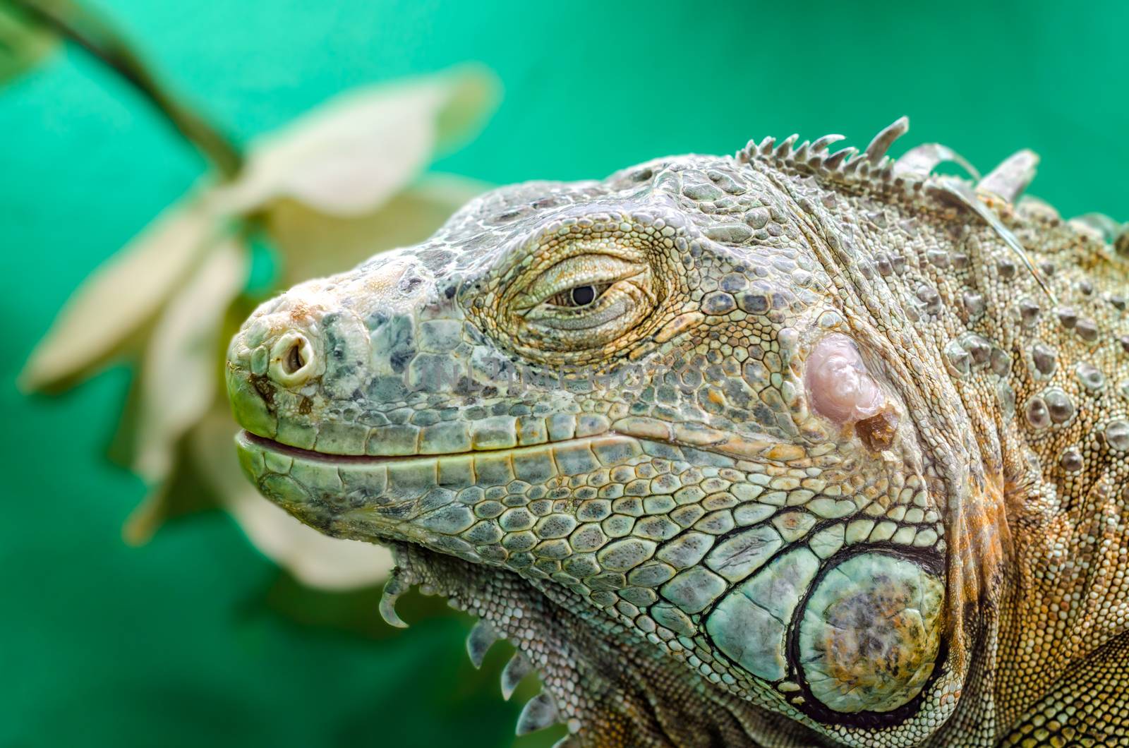 big iguana on a green background close up portrait