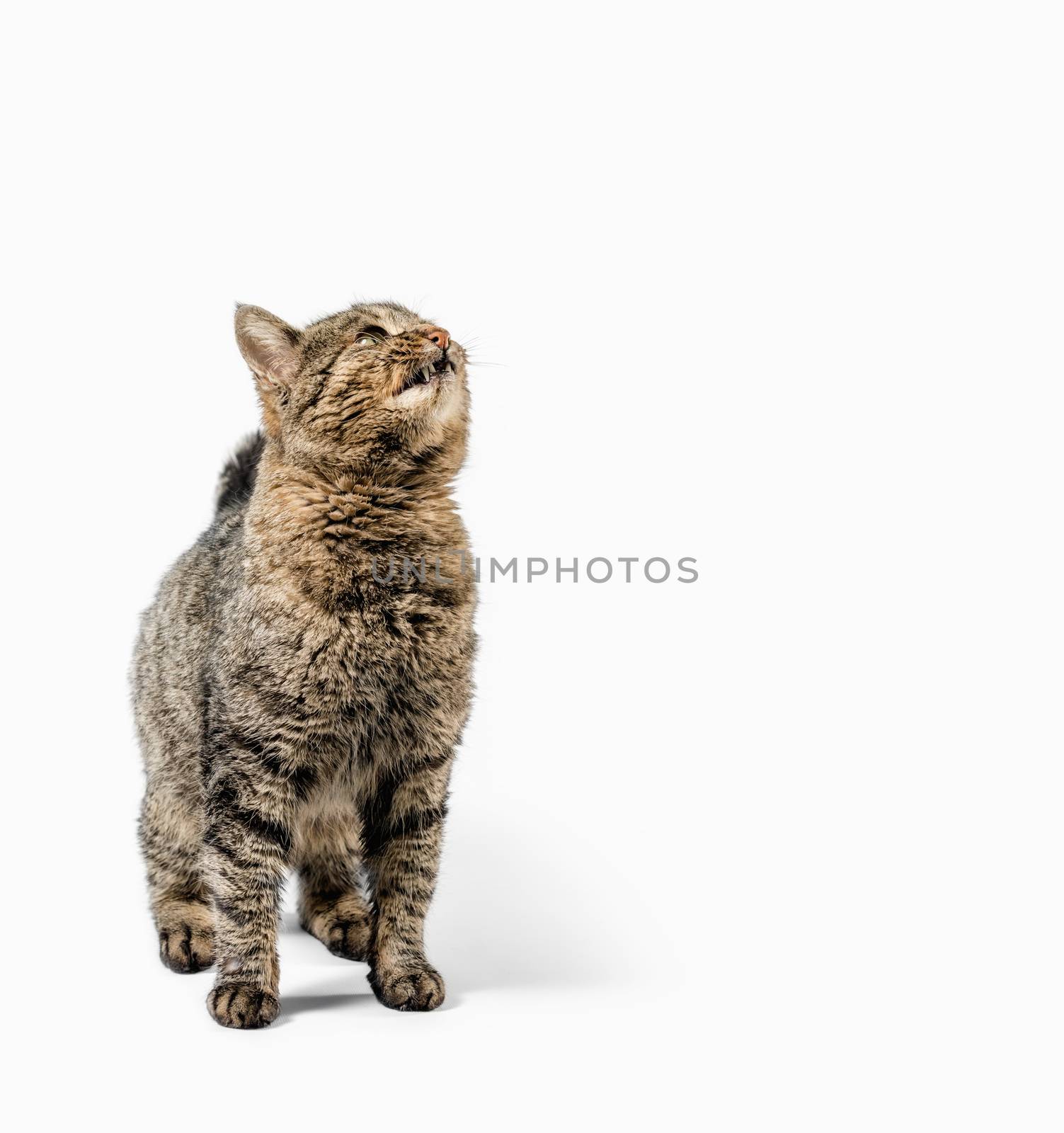 gray cat looks up on a white background isolated