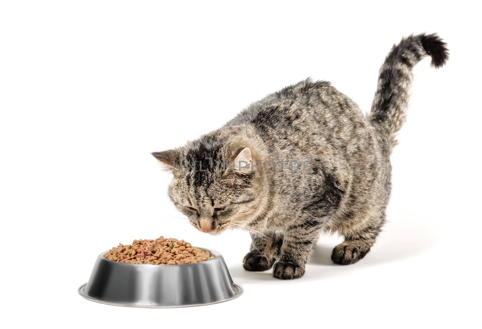 gray mongrel cat with a bowl of dry food on a white background isolated