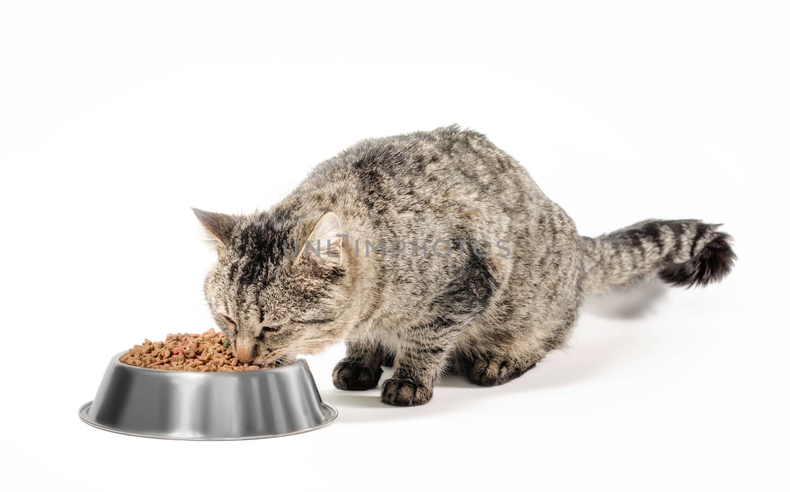 gray mongrel cat with a bowl of dry food on a white background isolated