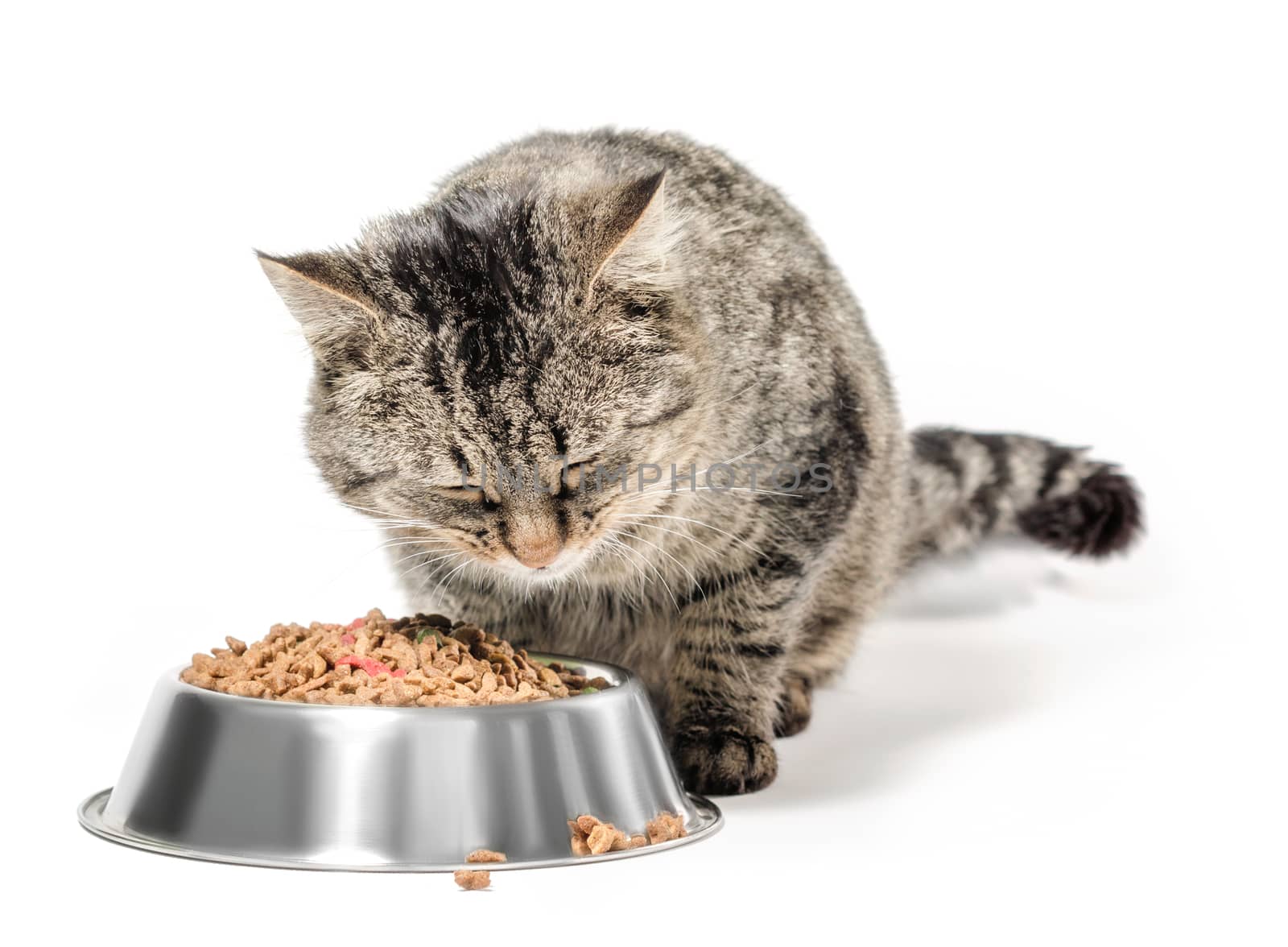 gray mongrel cat with a bowl of dry food on a white background isolated