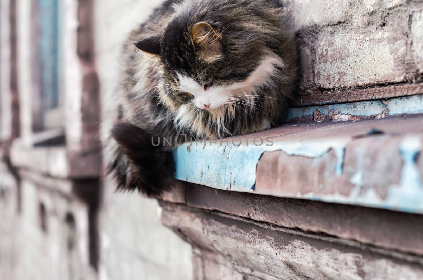 street cat sits on the windowsill of an old brick house and watches close up