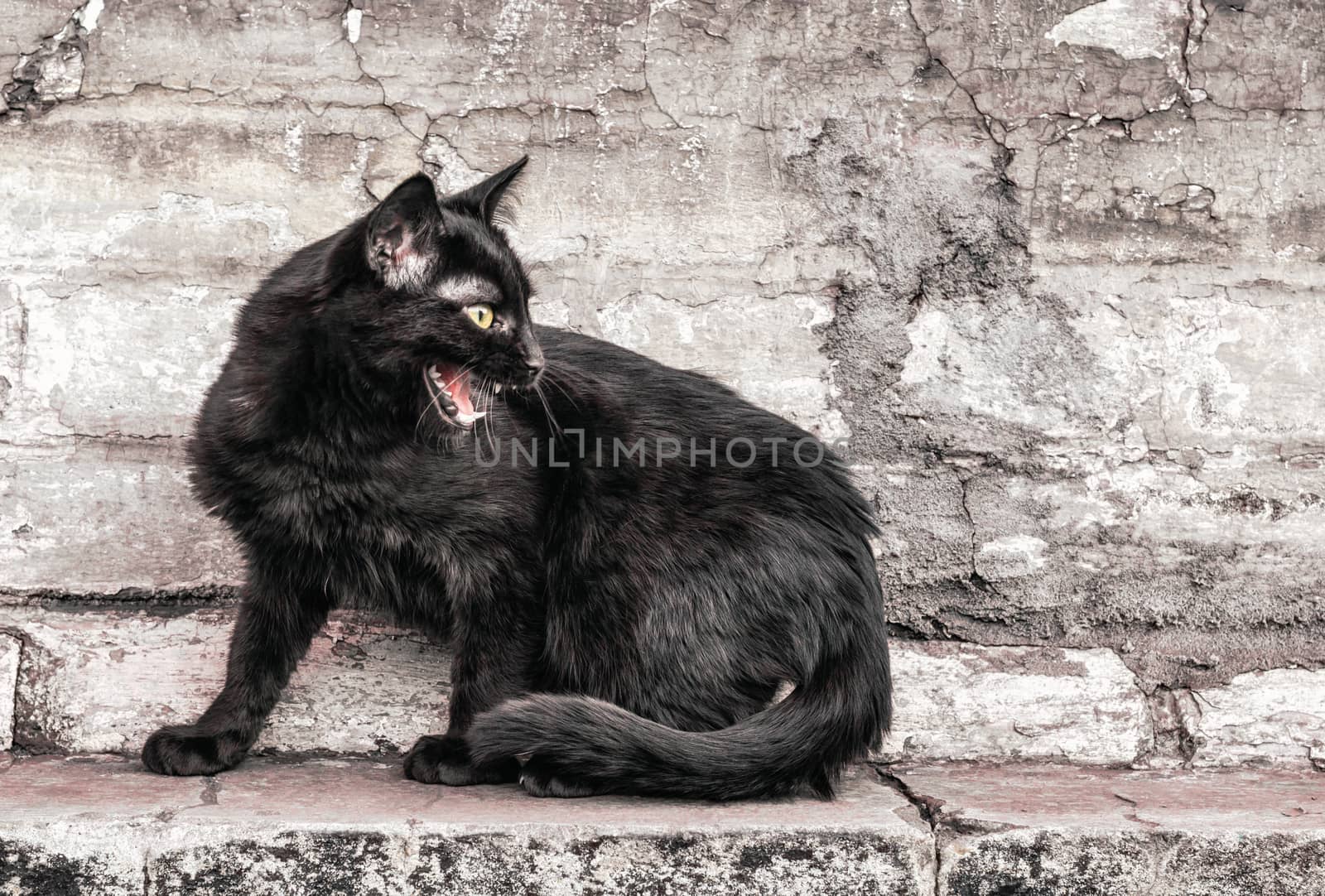 aggressive angry street black cat sits near an old brick house and watches close up