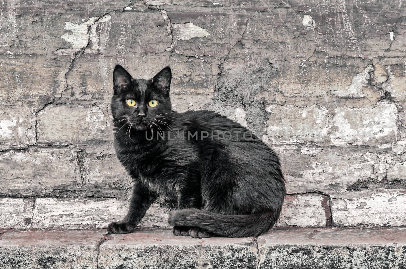 street black cat sits near an old brick house and watches close up