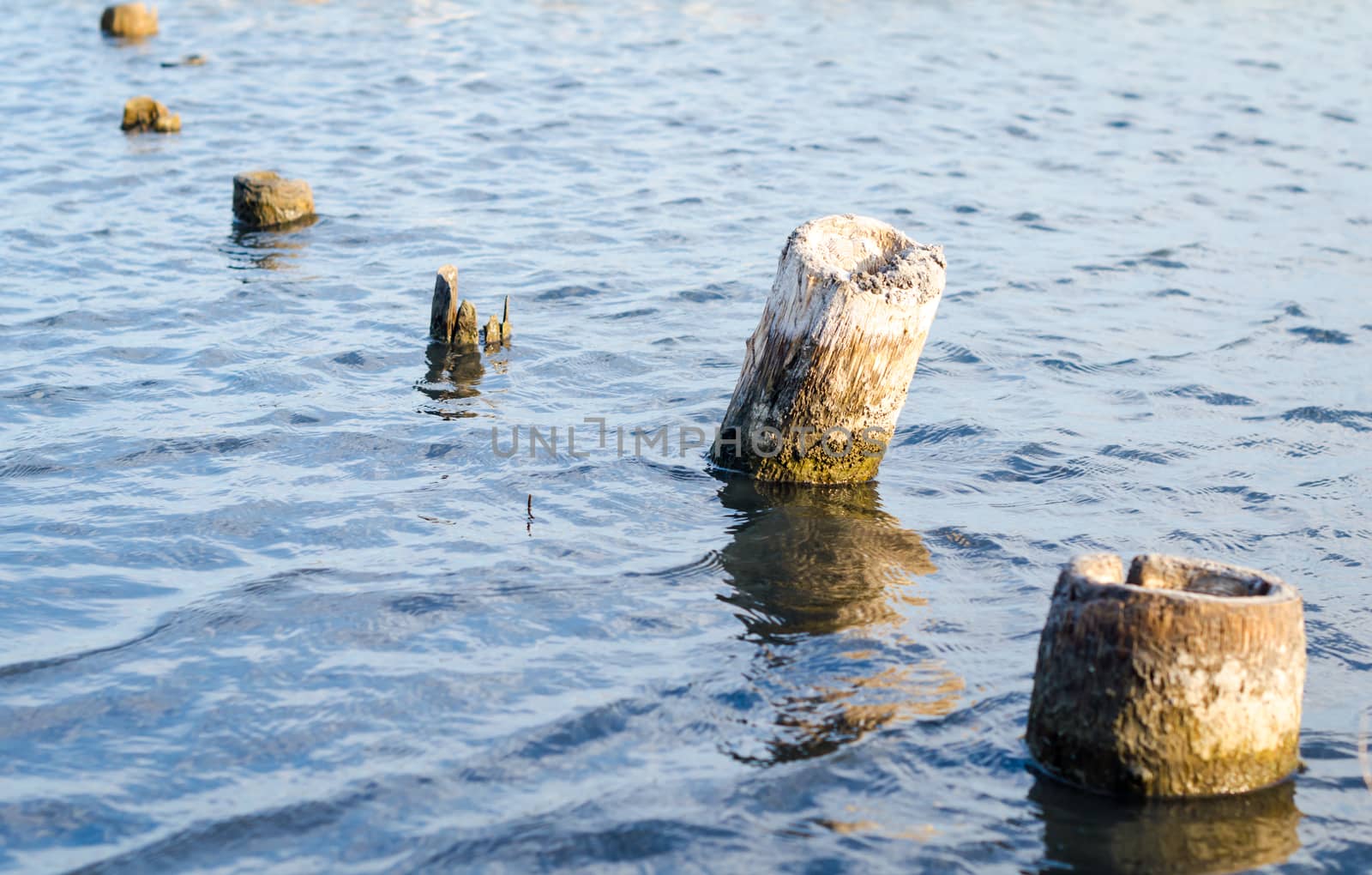 wooden posts in blue water close up