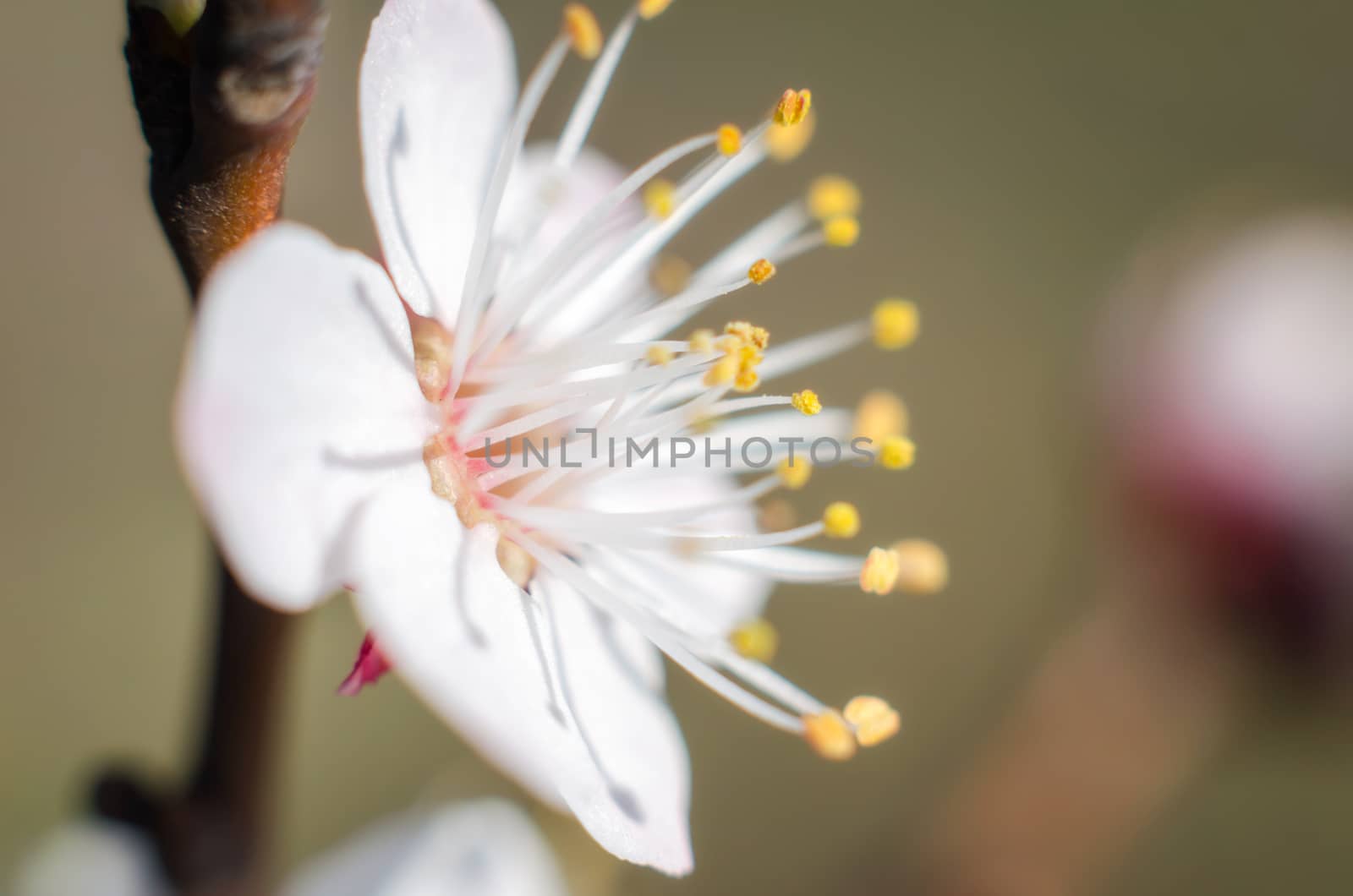 blooming white flower macro natural spring background