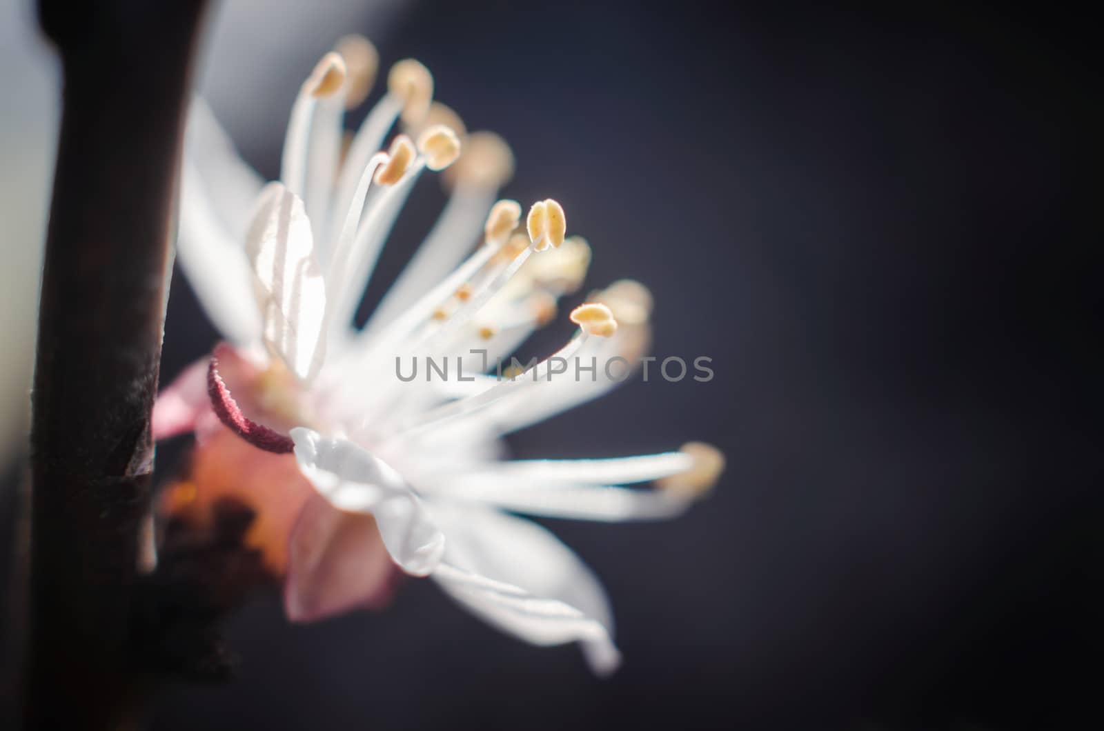 blooming white flower macro natural spring background close up