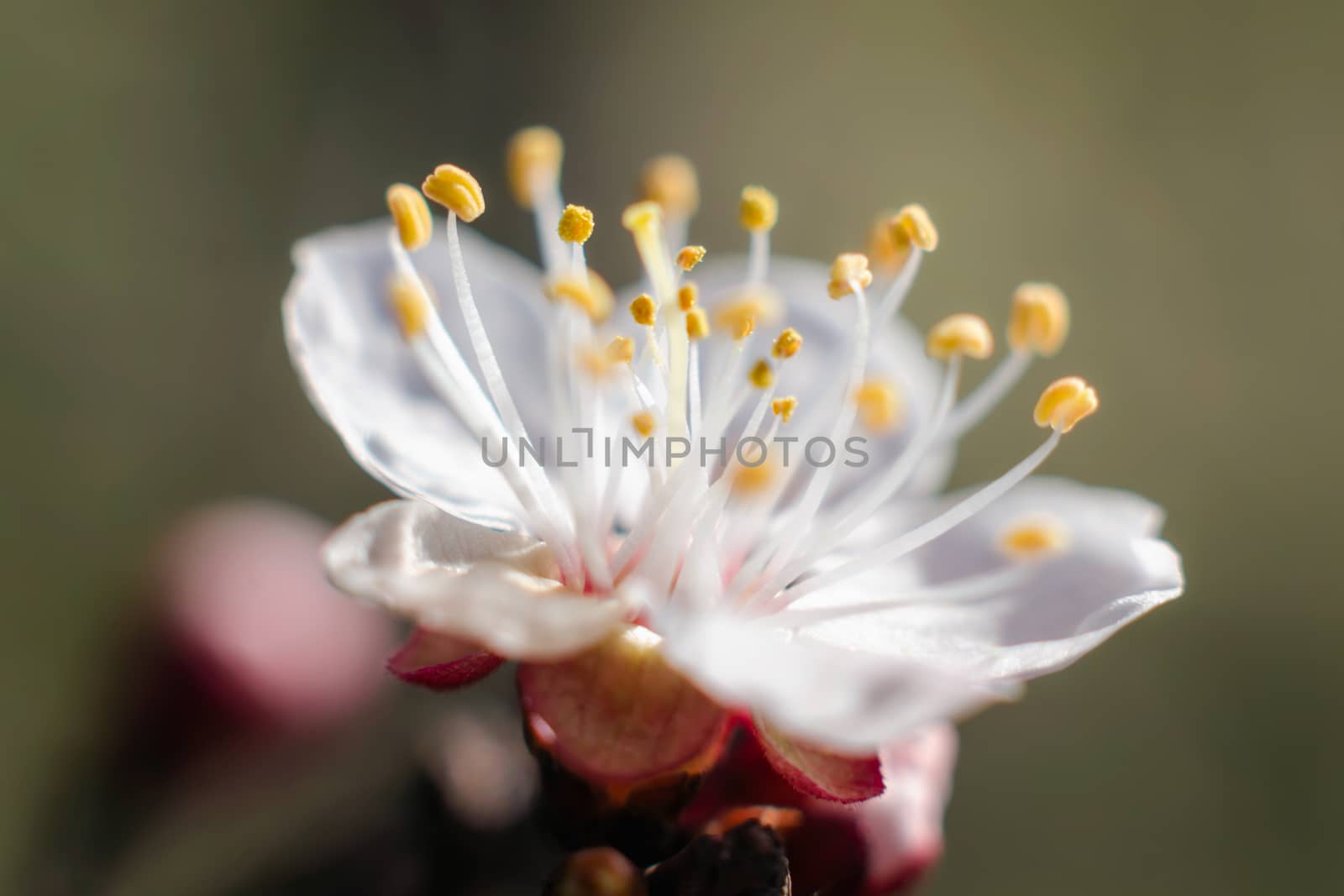 blooming white flower macro natural spring background close up