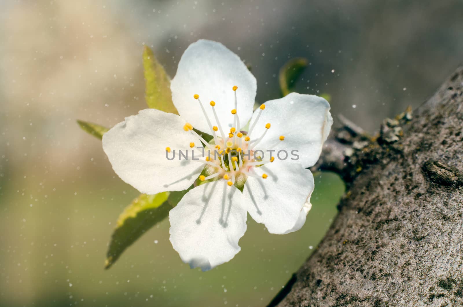 macro photo of a white wild apple tree flower in the sunlight with specks of dust