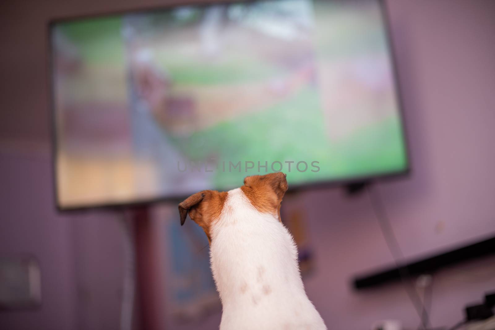 Pet watching television shot from the rear