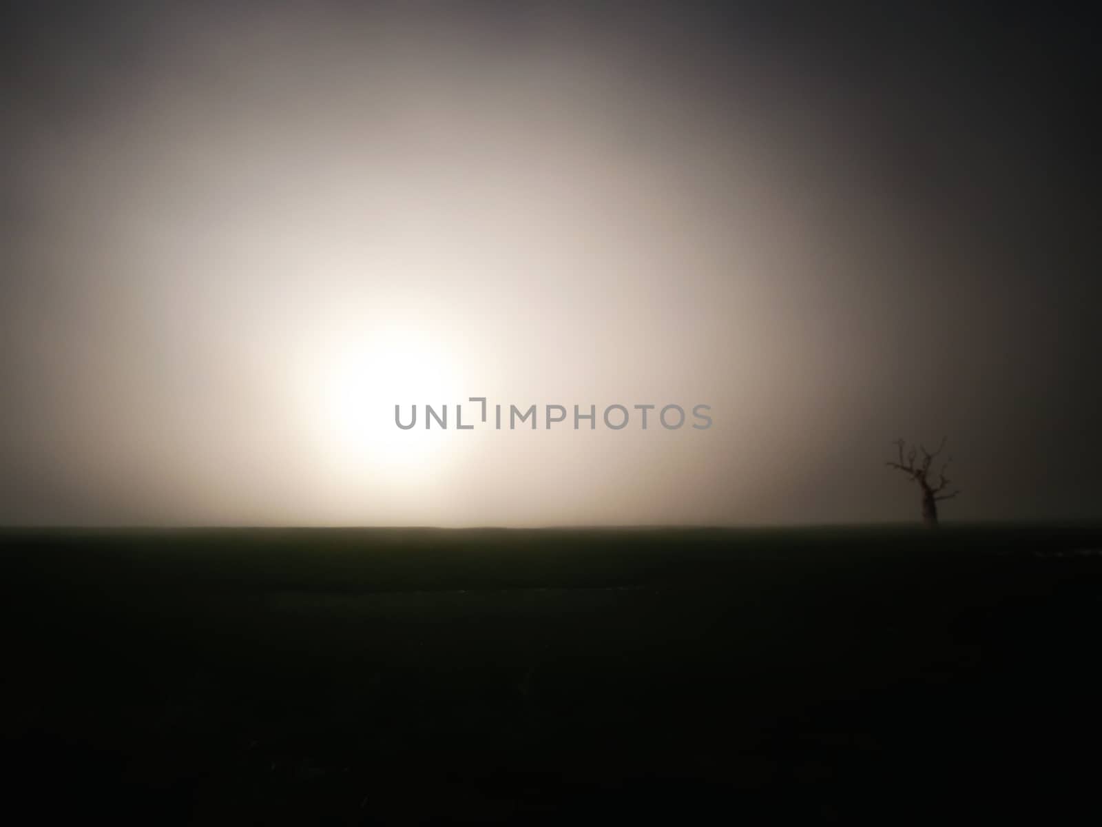 one withered tree without leaves in a field without people at sunset autumn sad landscape