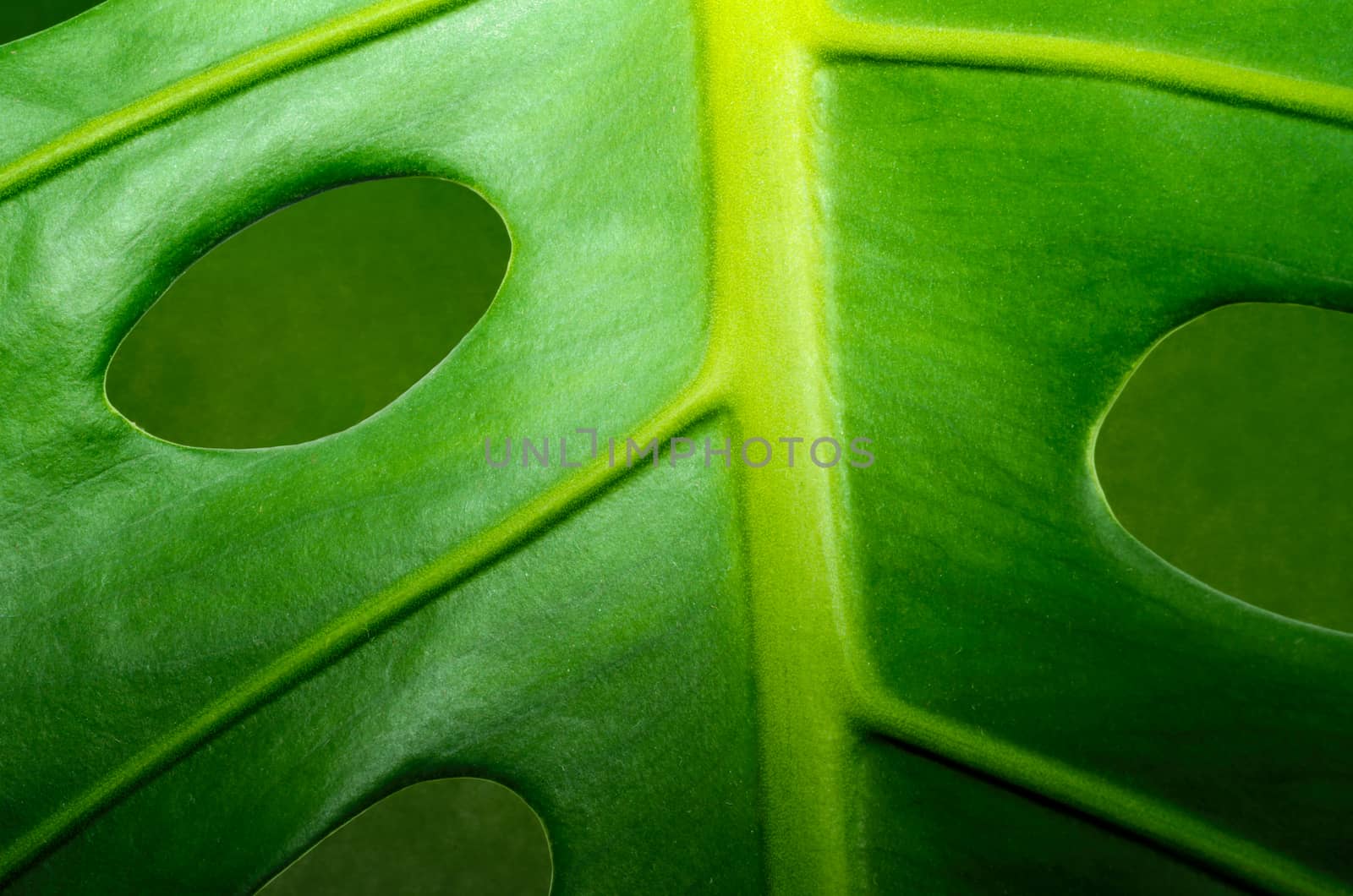 close up fresh green leaf monstera plant macro flora background pattern