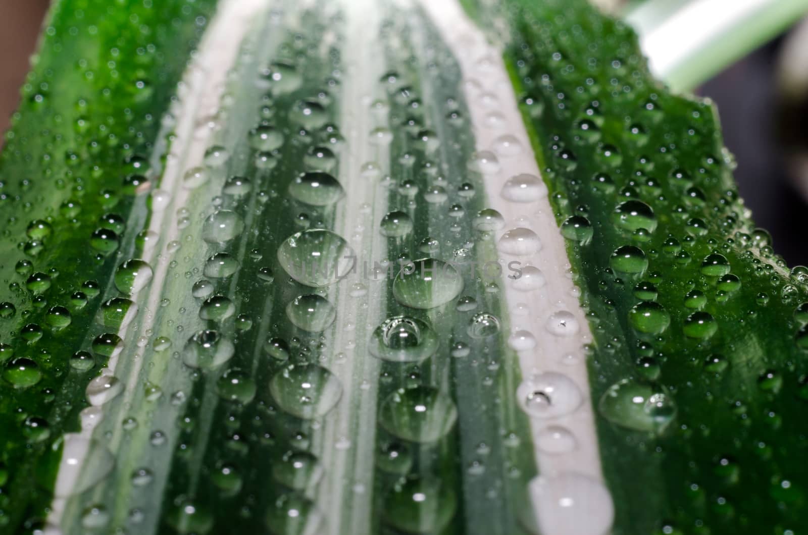 green leaf of a plant with dew drops in detail macro closeup