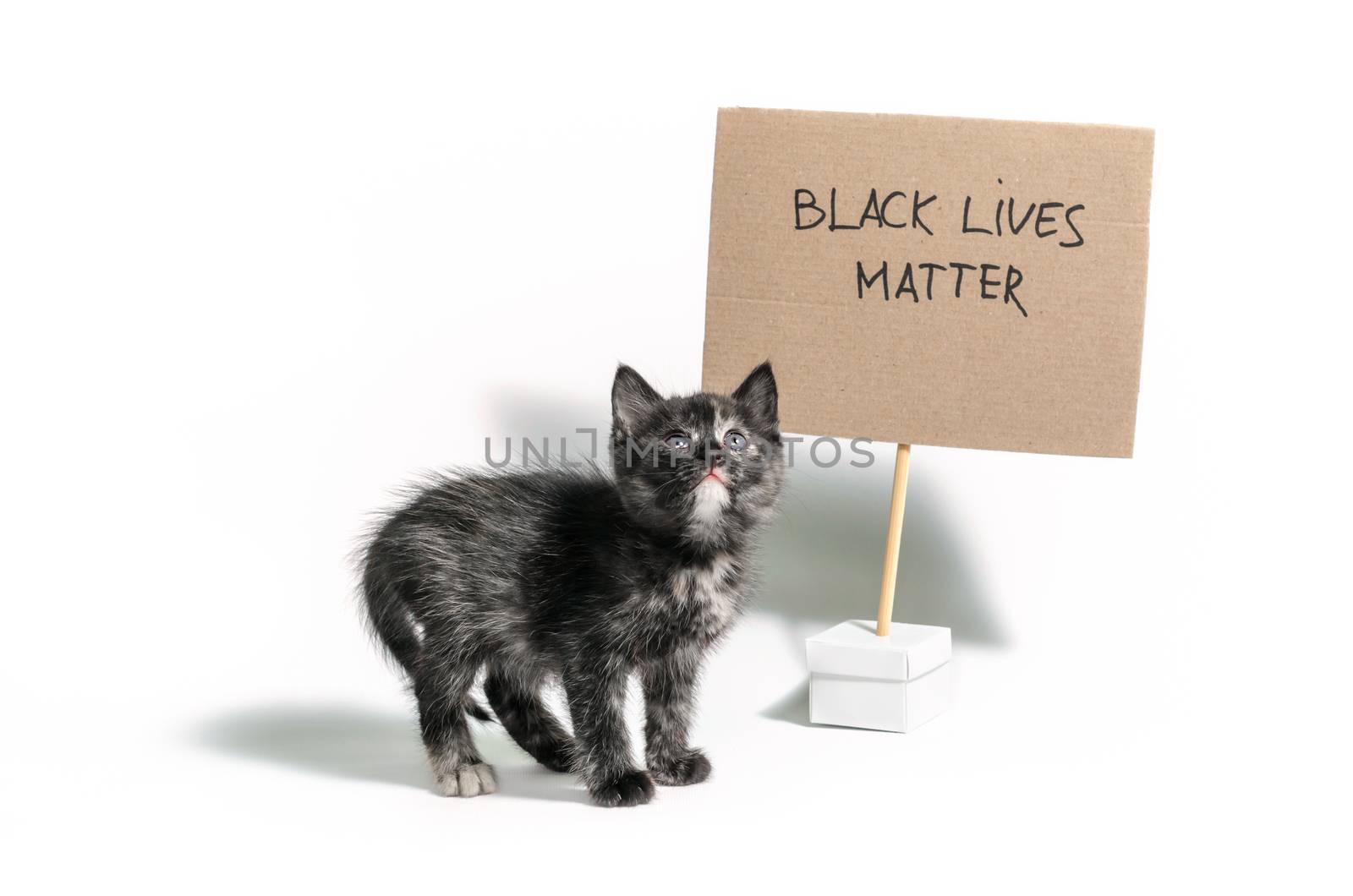 little dark kitten with the slogan black lives matter on white background isolated