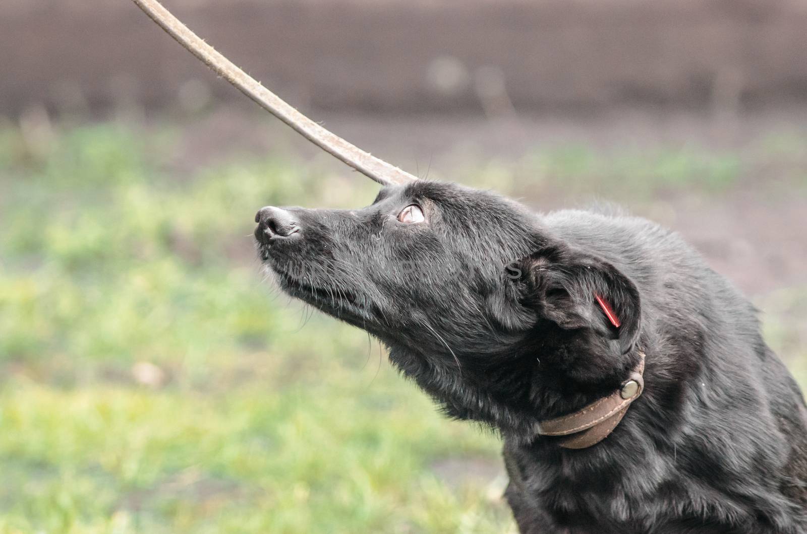 black mongrel dog on a leash looks imploringly up in fear