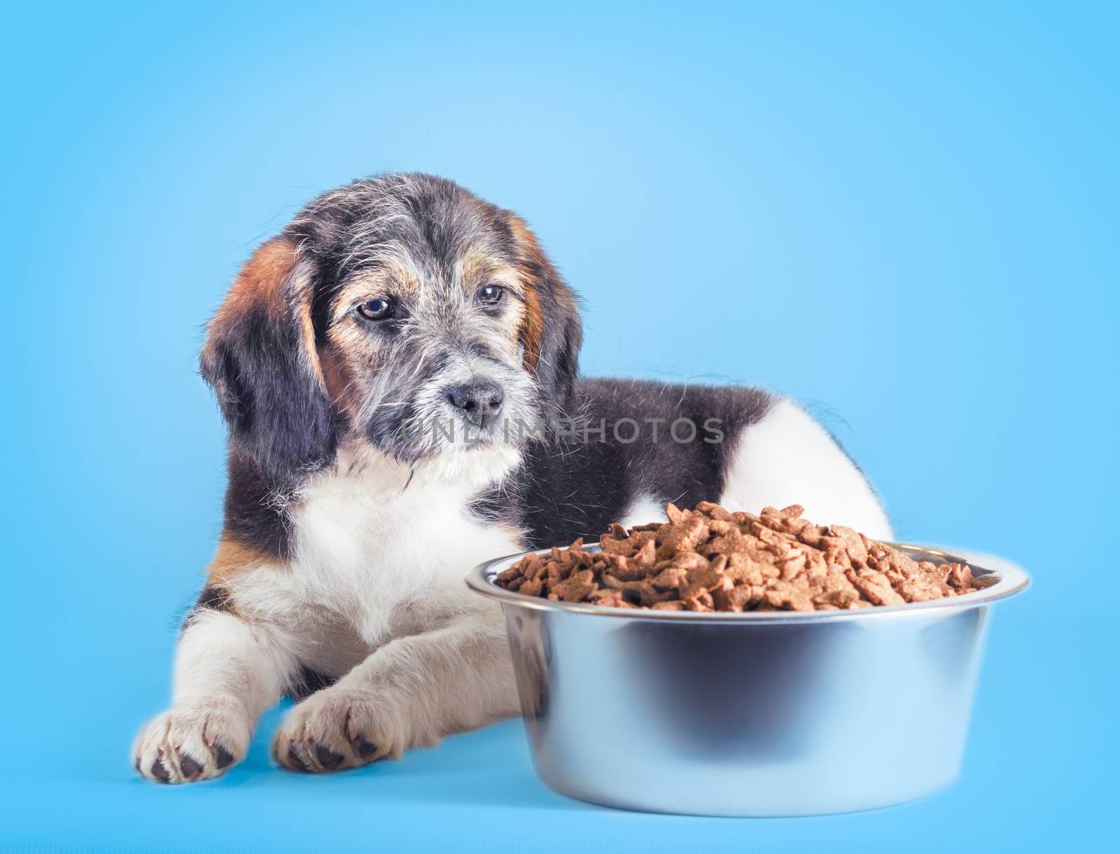 shaggy puppy mongrel with a metal bowl of dry food